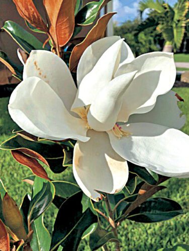 Love magnolias?